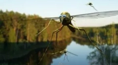 A szúnyogok illóolajok alkalmazása