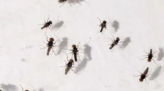 Az otthoni nyerges csapdák alkalmazása