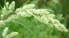 A féregfenyő használata a bolhai házból