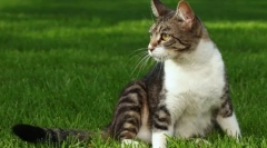 Erős macska megszerzése