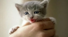 A vad cica kézbesítése: hasznos tippek és ajánlások