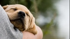 A kölyök kézbesítése