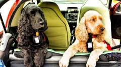 Ivott egy kutyát az autóba