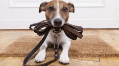 Tanítás gallér, póráz és fang