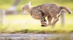 Macska gyűjtemény a becenévre