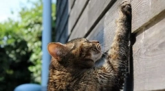 Macska tanítása a kogttechka-ba