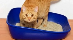 Macska tanítása a wc-vel