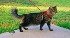 Megszokott macska, hogy sétáljon pórázon