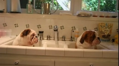 Kölyök tanítása kölyök