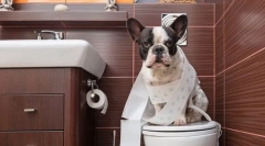 Egy kutyát tanít a wc-hez