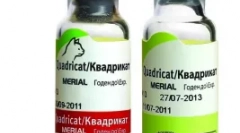 Macska vakcinázás a macskák számára - egy szeretett kisállat védelme veszélyes vírusbetegségből