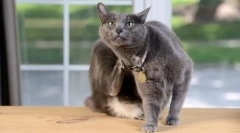 A bolhák jelei a macska és hogyan néznek ki