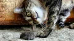 A macska mousetles jelei és fajtái