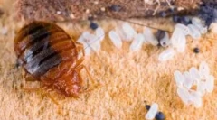 A lakásban lévő hibák jelenlétének jelei