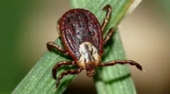 Jelei a kullancs harapás és betegségek után