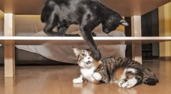 A macskák problémás viselkedése