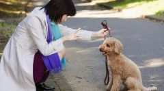 Problémák a kutya viselkedésével