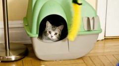 Macska megszakad a helyre