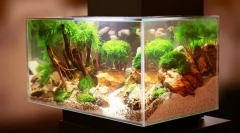 Problémák az akváriumban és azok megszüntetésében