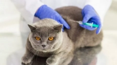 A macska megelőzése és vakcinázása