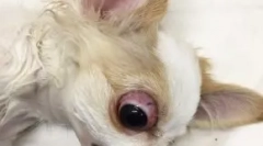 A szemgolyó támogatása: milyen kutyák esnek ki