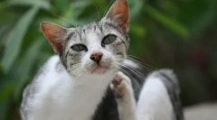 Andiparazitikus gyógyszer odectin