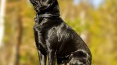 Pet-brabanonson (fotó): büszke baba széles lélekkel és játékos karakterrel