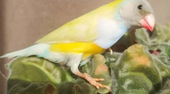 Amadins madarak, leírás, típusok, gondozás és tartalom