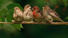 Madarak. Állati osztály