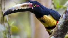 Madár-durva madarak. A madarak családja