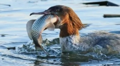 Madarak a leginkább elképzelhetetlen és díszes csőrekkel
