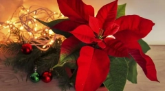 Pucetia (karácsonyi csillag)