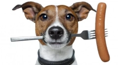 Purin van kutyáknak: kiegyensúlyozott gazdaságosság