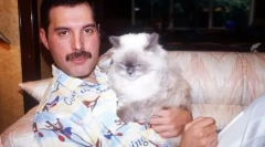 Bolyhos muses: tények a híres emberek macskáiról