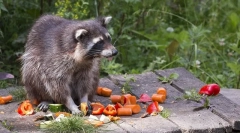 Hintázó mosómedve a természetben és otthon