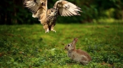 Bagoly étrend a természetben és otthon