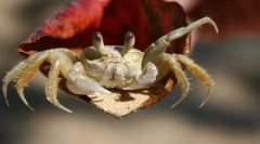 Rákfélék. Jellemzők és szerkezet