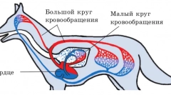 Keringési rendellenességek és nyirokmirigyek