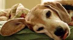 Az ejtőernyős mirigy rendellenességei