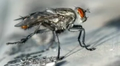 Növények és népi jogorvoslatok, amelyek megijesztenek a legyek