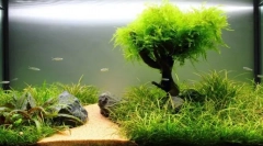 Növények akváriumban: egyszerű szabályok a kirakodás és az ellátás