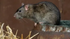 A vad és otthoni patkányok mérete és súlya