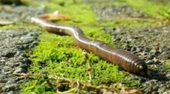 Az esőviharok és fejlesztési ciklusok sokszorosítása