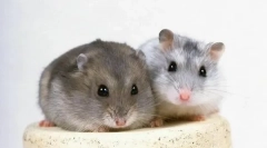 Gungrikov reprodukció otthon