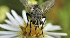 A legyek reprodukálása és fejlesztése