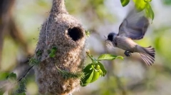 Reprodukció és gondozás az utódok madarakban