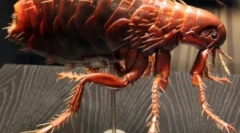 Breakt reprodukciós és életciklus