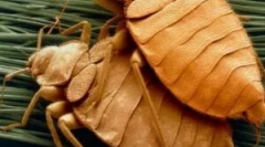 A bedbugok tenyésztési és életciklusa