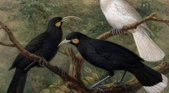 Megolvasztja a guyát