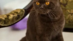 A brit macskák különböző színei: minden nem véget ér a kékben